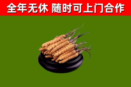 海陵区回收冬虫夏草