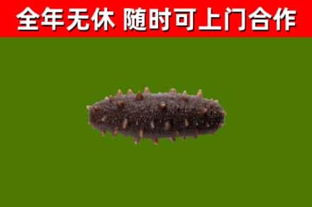 海陵区回收海参干